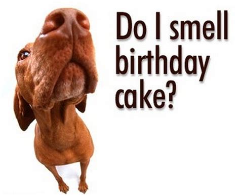 Funny Birthday Wishes Quotes And Funny Birthday Messages
