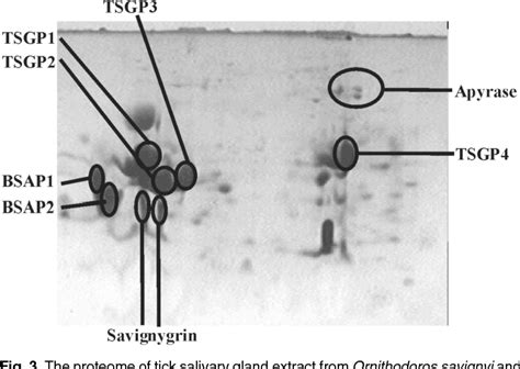 Pdf The Sand Tampan Ornithodoros Savignyi As A Model For Tick Host