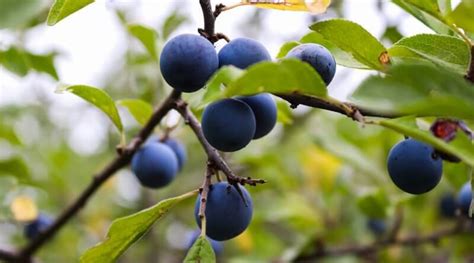 Guide To Pruning A Plum Tree Guides Homeowners