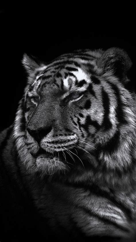 82 Wallpaper Black Tiger Pics MyWeb