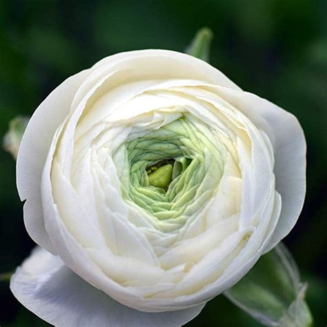 Ranunculus Tecolote Pastel White Lace Collection 30 Xl