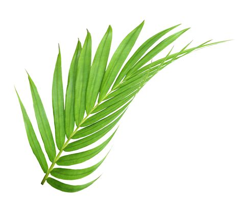 Transparent Background Palm Leaf Png Download Free Png Images