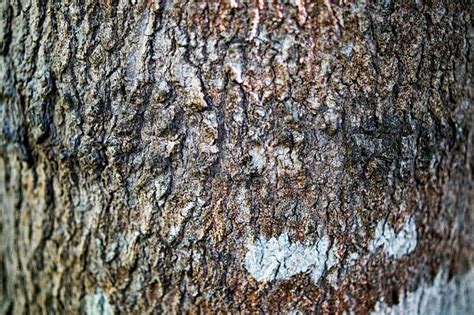 Close Up Of A Tree Bark Stock Photo Image Of Outdoor 168822306