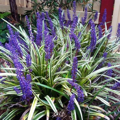 3 X LIRIOPE MUSCARI 'VARIEGATA' BIG BLUE LILYTURF EVERGREEN SHRUB PLANT ...
