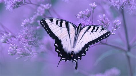 White Black Butterly In Light Purple Background 4k Hd