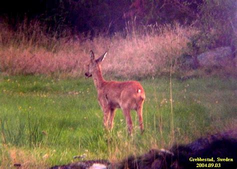 Dådyr Deer