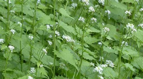 51 Types Of Flowering Weeds With Pictures Identification Guide