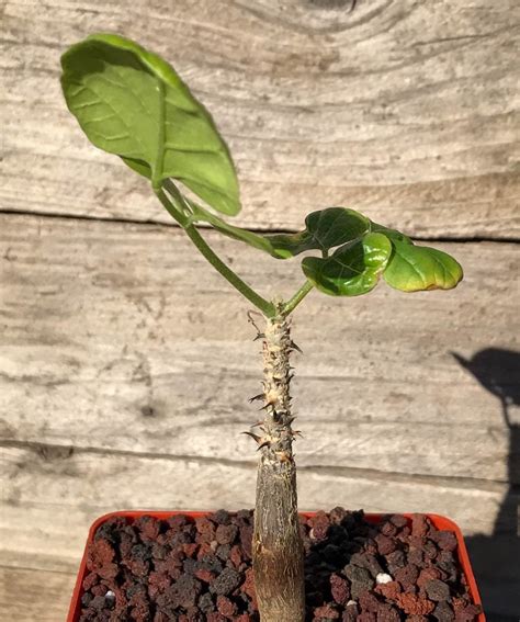 Erythrina Melanacantha — Эритрина Меланаканта Коралловое дерево 2