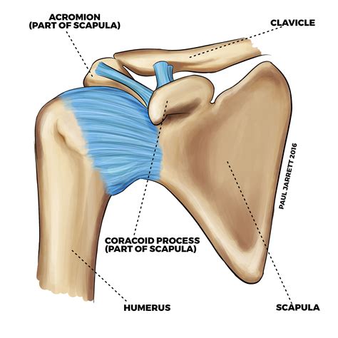 Shoulder Anatomy Murdoch Orthopaedic Clinic