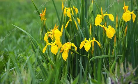 Bunga Iris Kuning