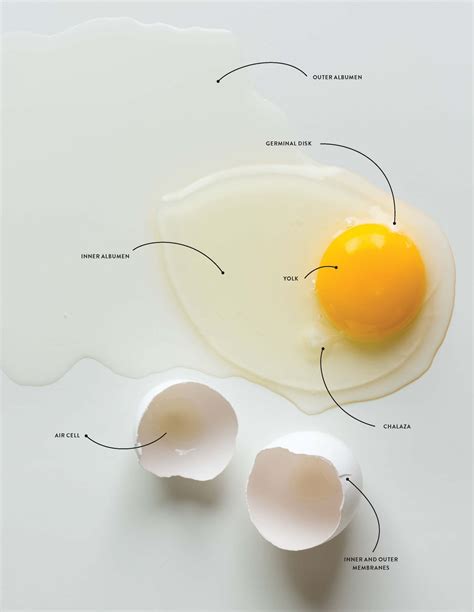 They help us to know which pages are the most and least popular and see how visitors move around the site. Egg Anatomy 101: Shell, White, and Yolk | Glamour