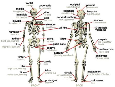 A number of our articles discuss specific muscles or groups of muscles, so you can use this as a convenient reference. The Skeletal System Diagram Labeled (With images) | Body ...