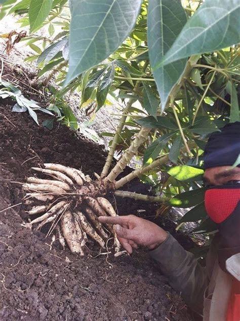 Macam Mana Nak Tanam Ubi Kayu