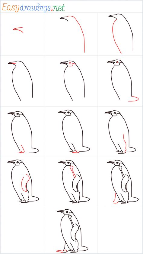 How To Draw A Penguin Step By Step 13 Easy Phase