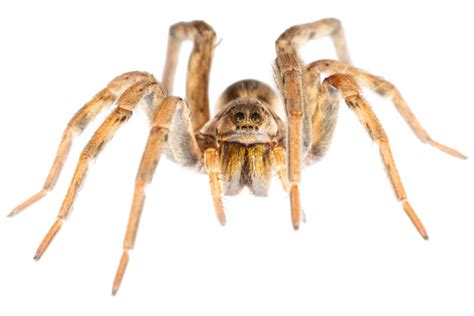 Are Wolf Spiders Dangerous To Humans Cleardefense Pest Control