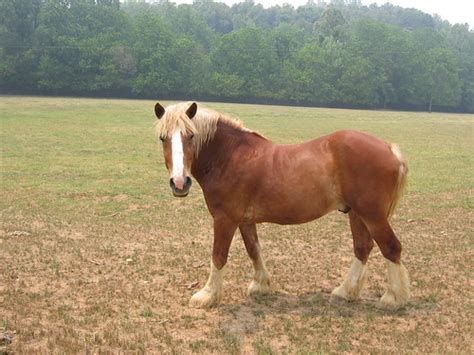 draft horse male  standing   field    flickr