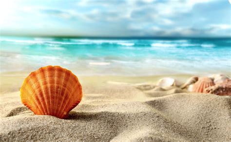 Pictures Beach Sea Nature Sand Shells 4760x2931