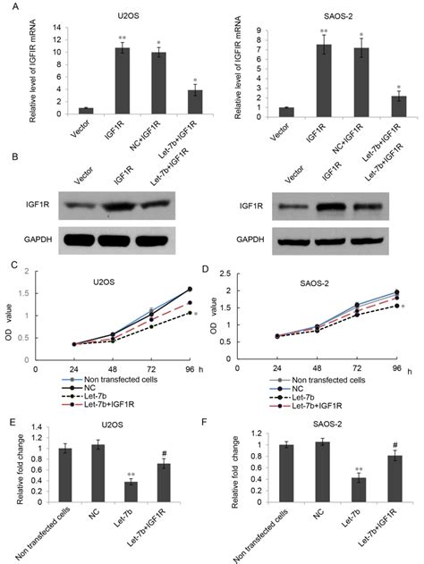 let‑7b acts as a tumor suppressor in osteosarcoma via targeting igf1r