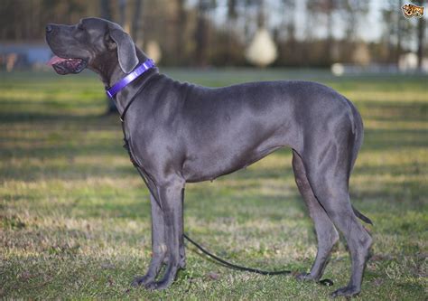 Great Dane Dog Breed Information Buying Advice Photos And Facts