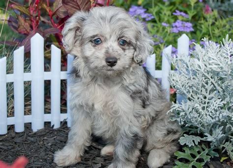 A Small White Dog Sitting In Front Of Some Flowers And Plants With Blue