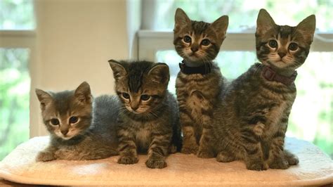 kitties for adoption 5 ways adopt kitties for a lifetime of love