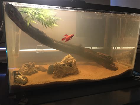 Logically speaking, though, this isn't actually the kind of environment that many. My first attempt at a blackwater aquarium, and Joseph the betta loves it. There's also a shy ...