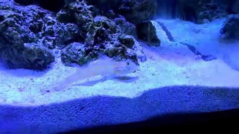Diamond Watchman Goby Eating Sifting Fiji Pink Sand 90 Gallon Reef