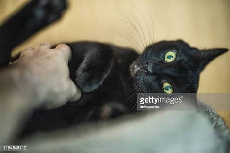 Cat Biting Hand Photos And Premium High Res Pictures Getty Images