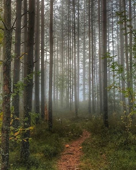 Wandering Along Forest Photography Landscape Wallpaper Foggy Forest