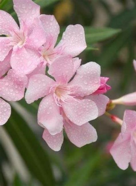 Nerium Oleander Hardy Pink Picturethis