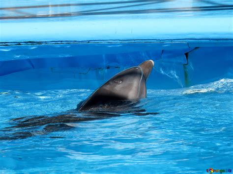 Dolphin Image Dolphin In Captivity Images Dolphin № 25388 Torangebiz