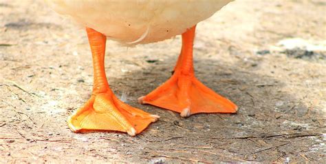 Duck Feet Photograph By Ashley Kinney Maravilla Pixels