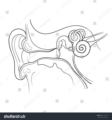 Stock Vektor „ear Anatomy Outline Vector Illustration“ Bez Autorských