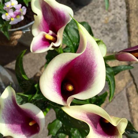 Zantedeschia Elliottiana Picasso Calla Lily Picasso Uploaded By