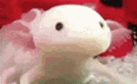 Happy Smile  Axolotl Smile Happy Discover Share S Axolotl