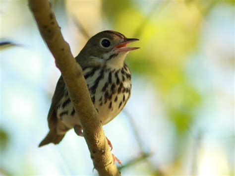 Ovenbird 2 20110928 After Chasing The Ovenbirds For Two We Flickr