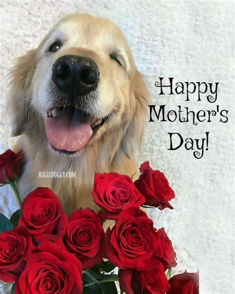 Happy Mothers Day Goldenretriever Dog Mothers Day Golden