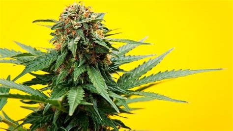 This is a great medical marijuana strain to relieve pain, stress, and anxiety, plus it gives you a boost of euphoric energy to. Sour Blackberry Diesel Super Cheap MJ strains, Medical ...