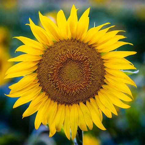 Sunflowers Mckee Beshers Wildlife Management Area Montgom Flickr