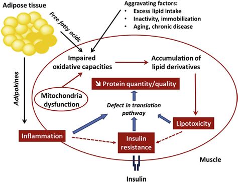Mechanisms Of Obesity Related Insulin Resistance And Its Links With
