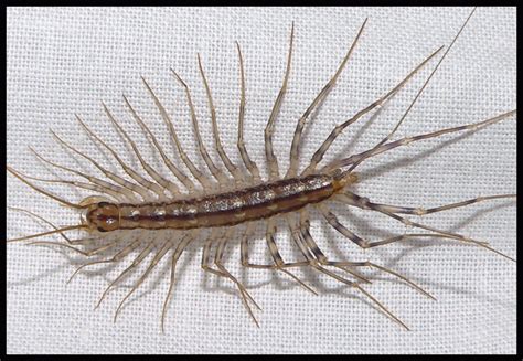TrekNature | House Centipede Photo