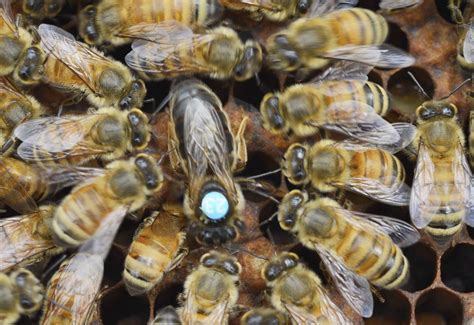 Gentle And Prolific Carniolan Queen Bees
