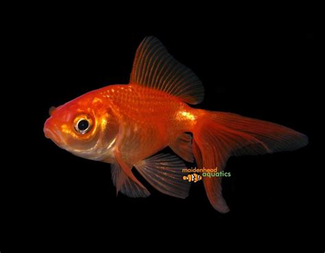 Fantail Goldfish Fishkeeper