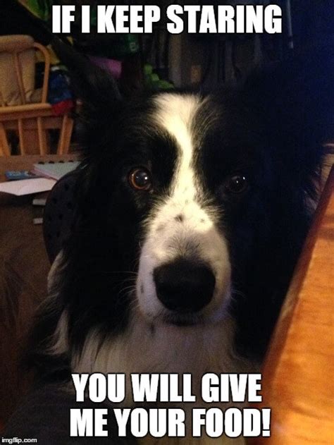Top 14 Border Collie Memes To Make You Laugh The Dogman