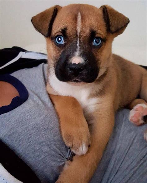 Boxer Husky Mix Information Dog Breed Information