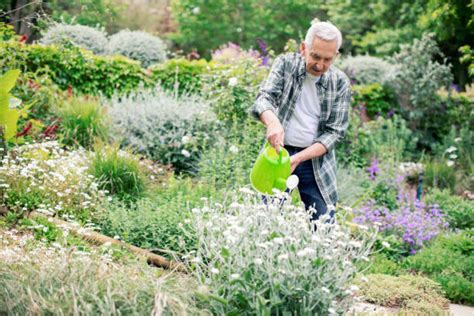Old Man Watering Flower Stock Photos Pictures And Royalty Free Images