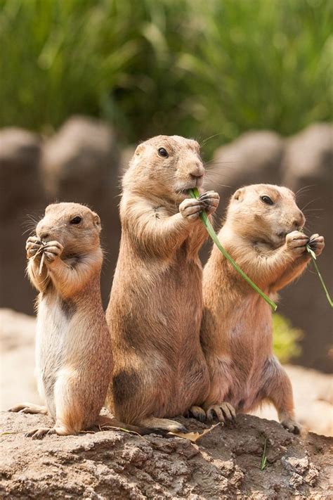 Pin By Top Pinterest Animals On The Nature Prarie Dog Praire Dog