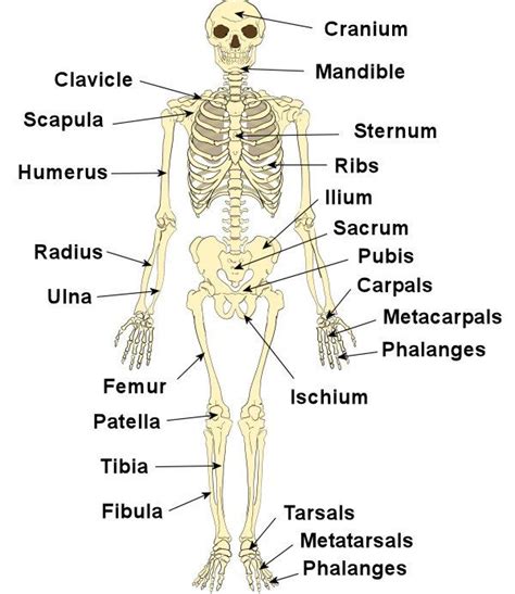 Huesos Del Cuerpo Humano En Anatomy And Physiology Medical