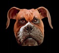 Free photo: Angry Dog - Angry, Dog, Friend - Free Download - Jooinn