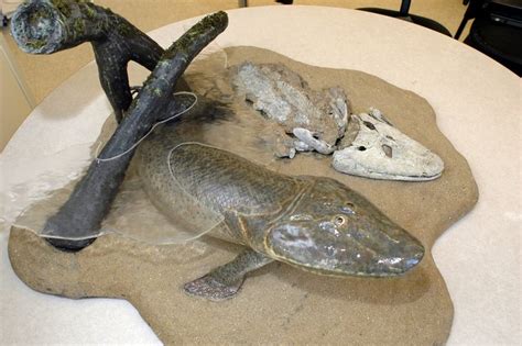 Tiktaalik Roseae A Link Between Fish And The First Animals That